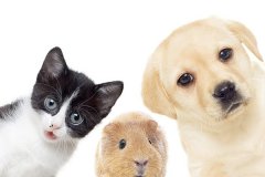 宠物互助系统APP开发:功能前瞻与社区生态构建 | 宠物领养互助平台 宠物互助系统APP开发:功能前瞻与社区生态构建 | 宠物领养互助平台